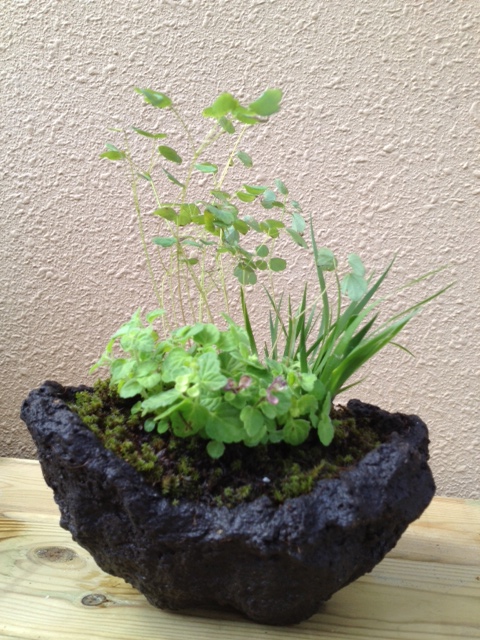 野の花