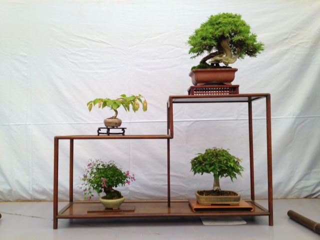 bonsai1.jpg