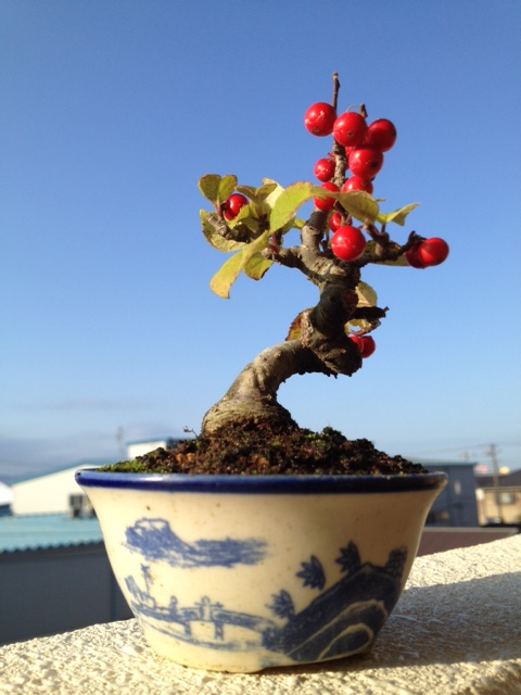 うめもどき