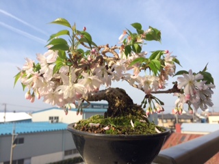 桜04