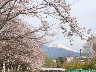 fujisakura15.jpg